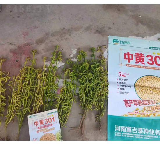 ���S301-�󶹷N��-���S�N�I(y��)