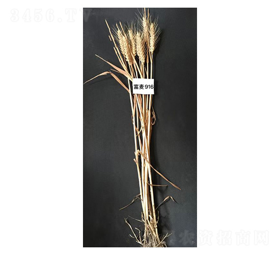 ����916-С���N��-���S�N�I(y��)