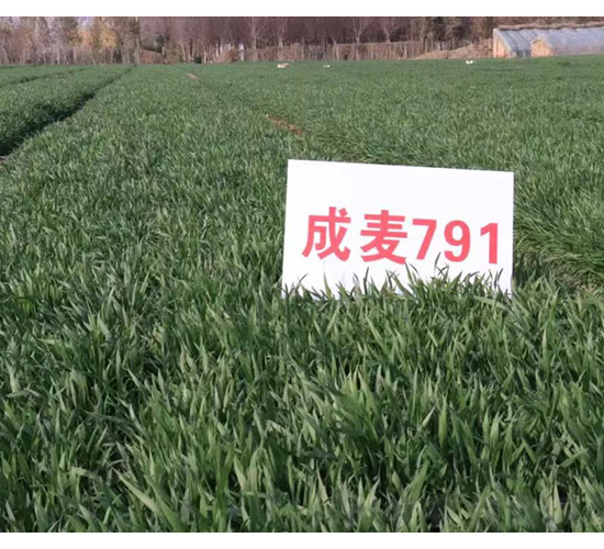 ����791-С���N��-���S�N�I(y��)