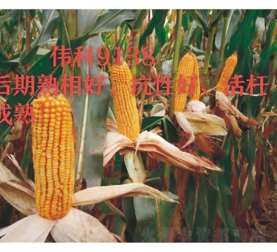 ����9138-���׷N��-���S�N�I(y��)