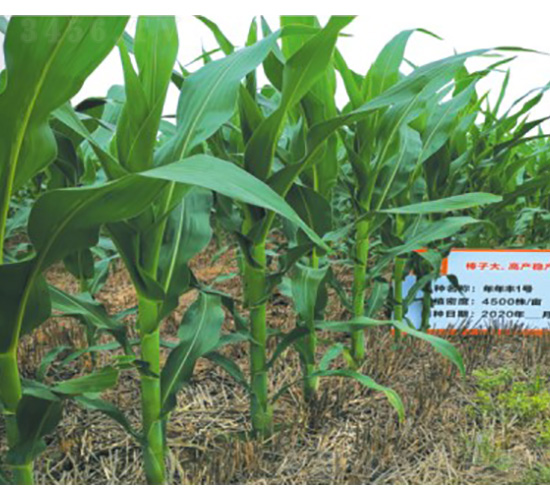 �����S1̖-���׷N��-���S�N�I(y��)