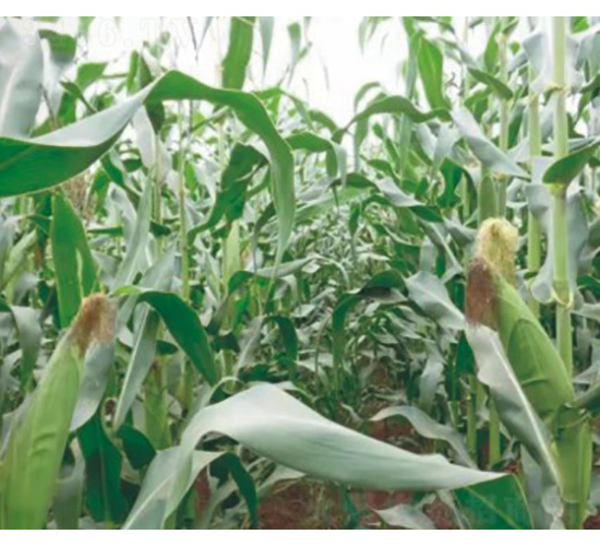 �|��007-���׷N��-���S�N�I(y��)