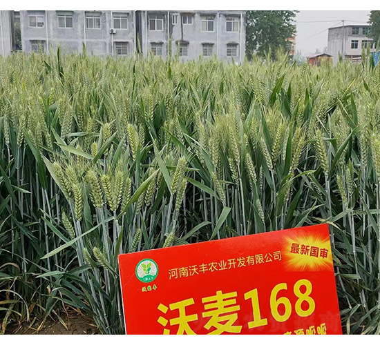 ���S��168--�͹��S