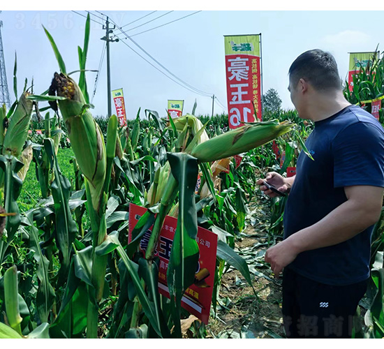 ����16�^Ħ-�͹��S