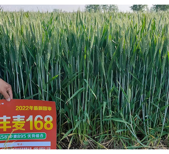 ���S��168-�����S-�͹��S