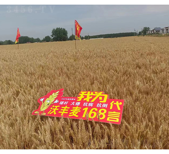 ���S��168-�͹��S