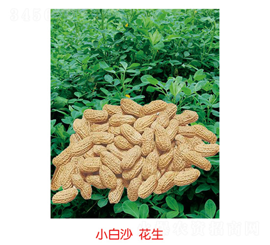 С��ɳ����-�����N��-�S�A�N�I(y��)