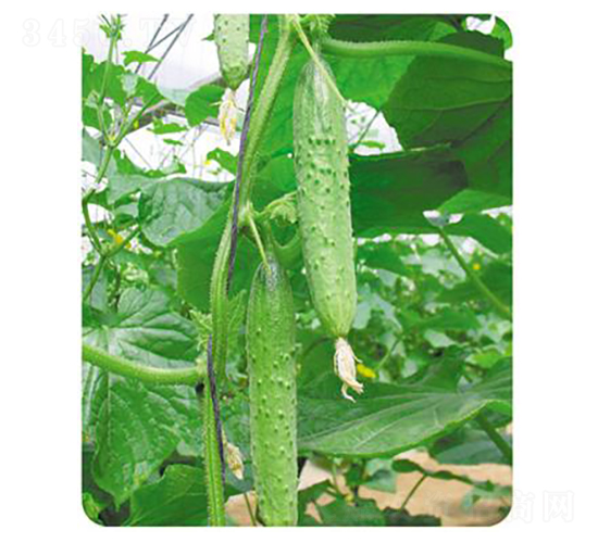 ����-�S�ϷN��-����N��