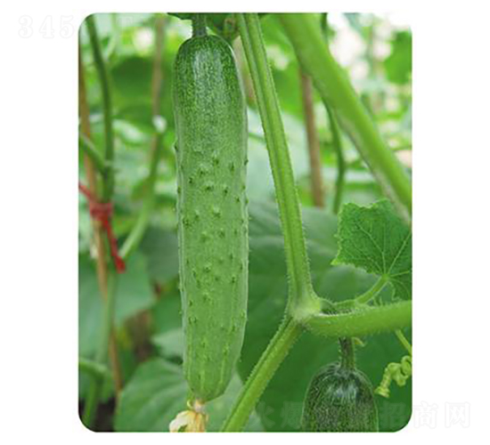 ��������-�S�ϷN��-����N��