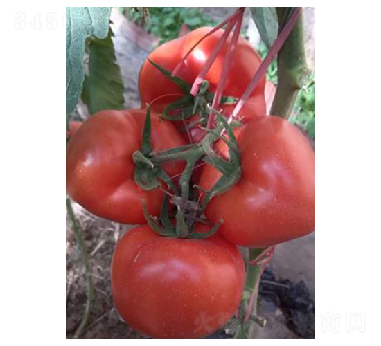 ؐ�R��-���ѷN��-����N��