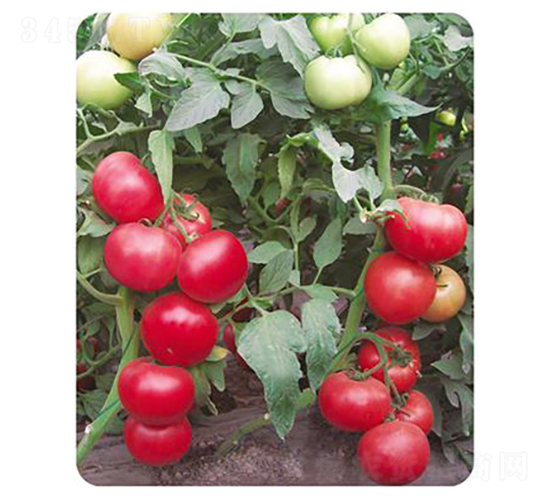 ���1507-���ѷN��-����N��