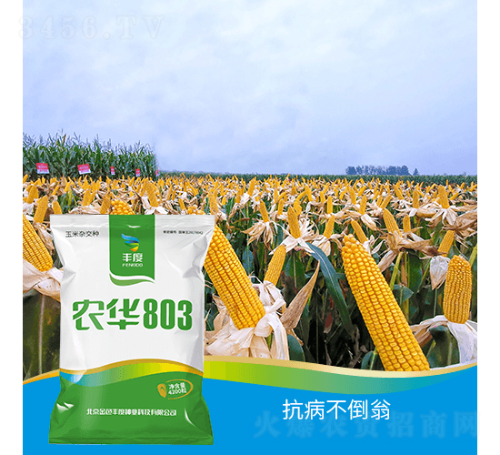 �r(n��ng)�A803-���׷N��-�S�ȸ߿�