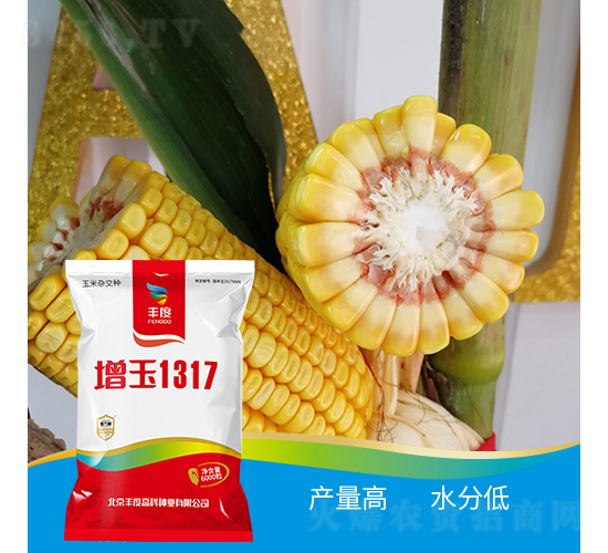 ����1317-���׷N��-�S�ȸ߿�