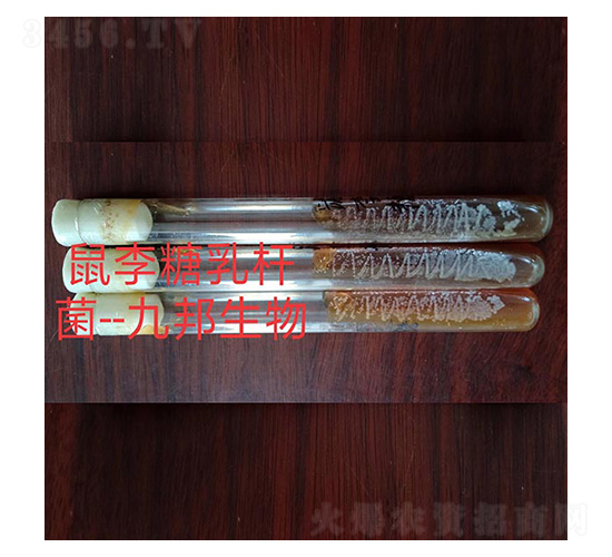 ��������U��-б��ԇ��-�Ű�����