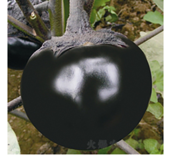 ������-���ӷN��-��Ʒ�r(n��ng)�I(y��)