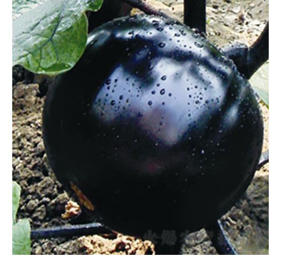 �����������-���ӷN��-��Ʒ�r(n��ng)�I(y��)