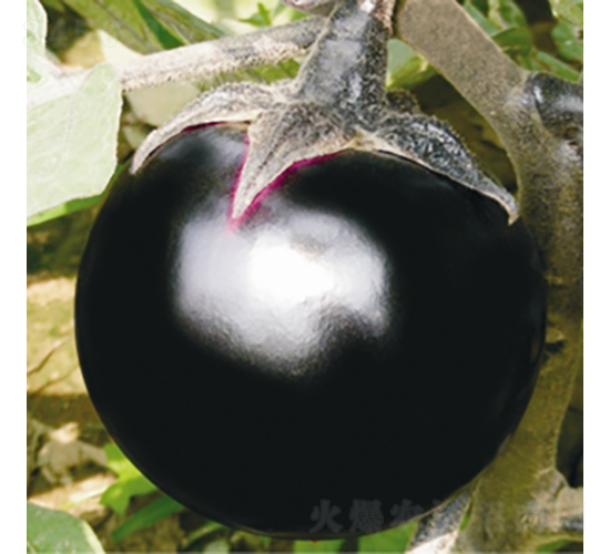 �o(w��)���Ϲ�-���ӷN��-��Ʒ�r(n��ng)�I(y��)