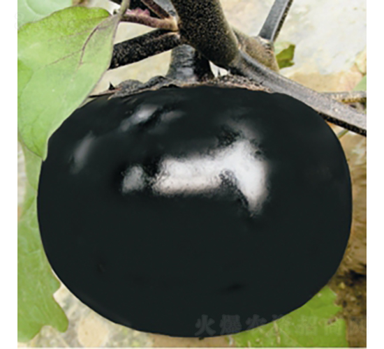 �����Ϲ�-���ӷN��-��Ʒ�r(n��ng)�I(y��)