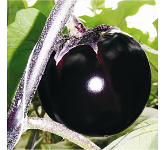 ���F6-���ӷN��-��Ʒ�r(n��ng)�I(y��)