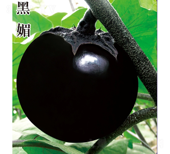 ����-���ӷN��-��Ʒ�r(n��ng)�I(y��)