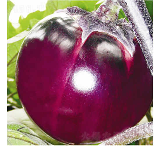 �t�s3̖-���ӷN��-��Ʒ�r(n��ng)�I(y��)