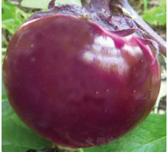 �t��8̖-���ӷN��-��Ʒ�r(n��ng)�I(y��)