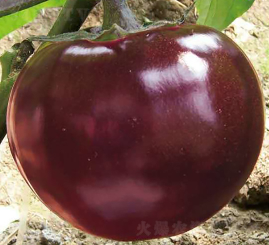 �t��7̖-���ӷN��-��Ʒ�r(n��ng)�I(y��)