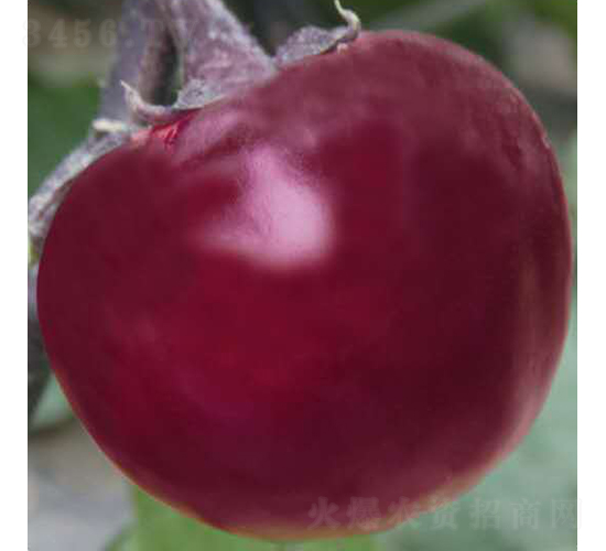 �t��ʯ-���ӷN��-��Ʒ�r(n��ng)�I(y��)