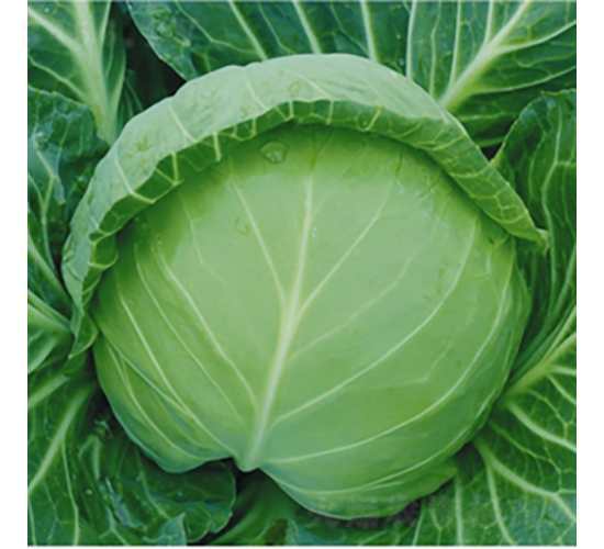 �ڱ���-���{(l��n)�N��-��Ʒ�r(n��ng)�I(y��)