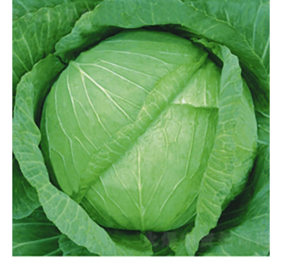 KR-60-���{(l��n)�N��-��Ʒ�r(n��ng)�I(y��)