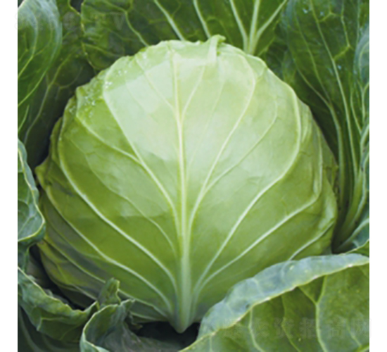 �W�޵䷶-���{(l��n)�N��-��Ʒ�r(n��ng)�I(y��)