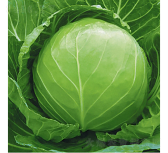 �ձ��G��-���{(l��n)�N��-��Ʒ�r(n��ng)�I(y��)