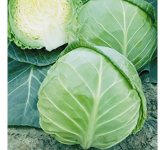 ��ζ����-���{(l��n)�N��-��Ʒ�r(n��ng)�I(y��)