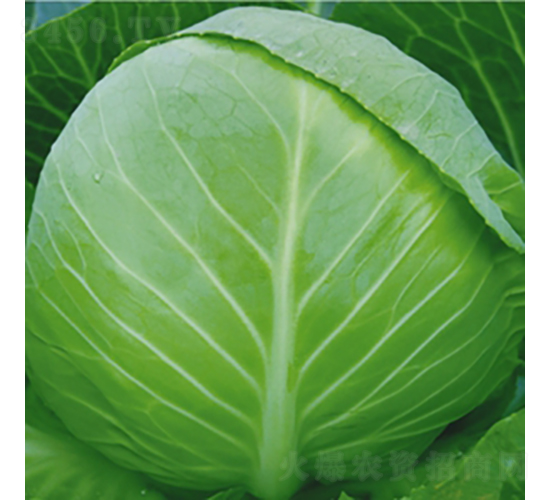 �m�����Ѱ�-���{(l��n)�N��-��Ʒ�r(n��ng)�I(y��)