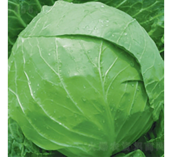 ���m�G��7̖(h��o)-���{(l��n)�N��-��Ʒ�r(n��ng)�I(y��)