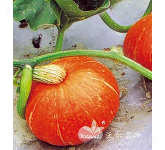 �_���|��F1���߮a(ch��n)��Ʒ�|(zh��)�tƤ�A�Ϲϣ�-�ϹϷN��-�֠���˹