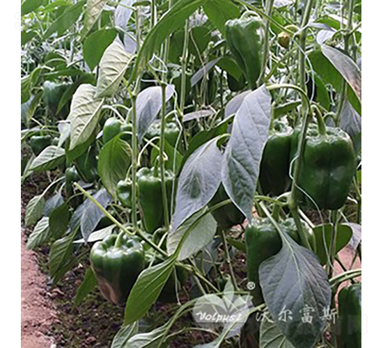 ����һ̖F1���߮a(ch��n)��Ʒ�N��-�𽷷N��-�֠���˹