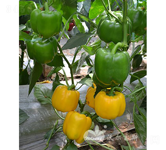 �S�_��F1���߮a(ch��n)�����Sɫ�𽷣�-�𽷷N��-�֠���˹