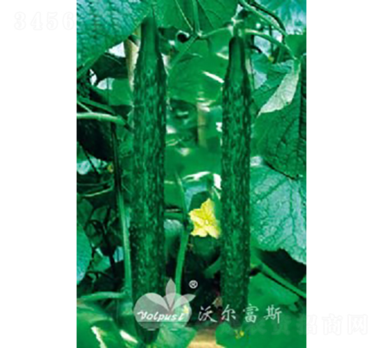 ����(y��u)��̖(h��o)F1��Խ�����紺�߮a(ch��n)�ͺ��S�ϣ�-�S�ϷN��-�֠���˹