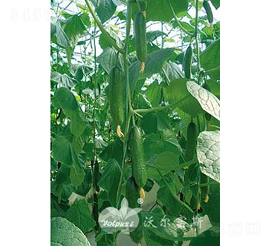 ��ؐһ̖F1��ˮ���S�ϣ�-�S�ϷN��-�֠���˹