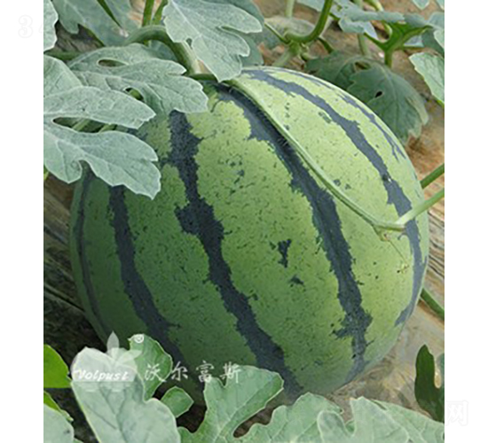 ����F1���߮a(ch��n)��Ƥ�����ϣ�-���ϷN��-�֠���˹