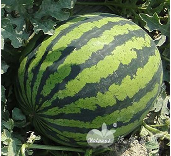 ��������808F1������߮a(ch��n)��Ƥ�����ϣ�-���ϷN��-�֠���˹