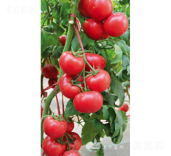 ����һ̖(h��o)F1���۹����ѣ�-���ѷN��-�֠���˹