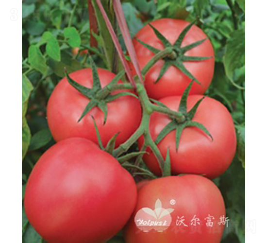 ���۰�̖(h��o)F1����TY�۹����ѣ�-���ѷN��-�֠���˹