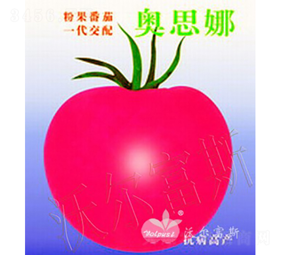 �W˼��F1����۹����ѣ�-���ѷN��-�֠���˹