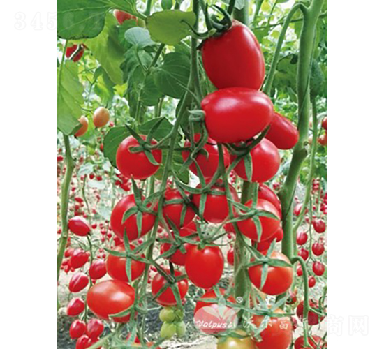 �_(t��i)�ϼt����̖(h��o)F1����TY�t��С���ѣ�-���ѷN��-�֠���˹