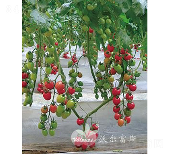 ǧ�ٶ�505F1����TYǧ����ͷ۹�С���ѣ�-���ѷN��-�֠���˹