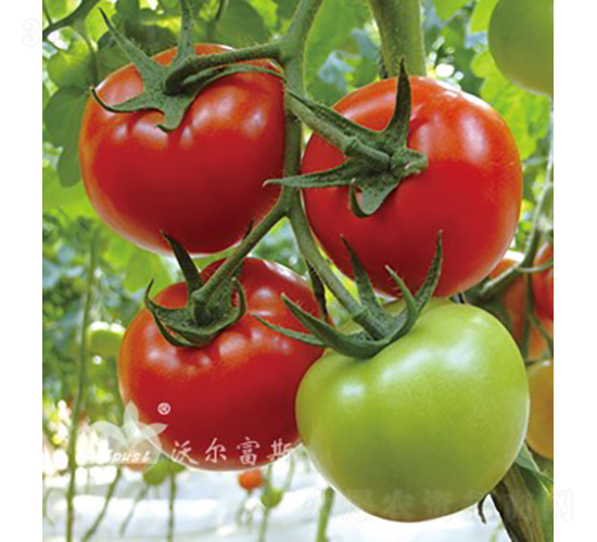 �tؐ��501F1����TY�����t�����ѣ�-���ѷN��-�֠���˹