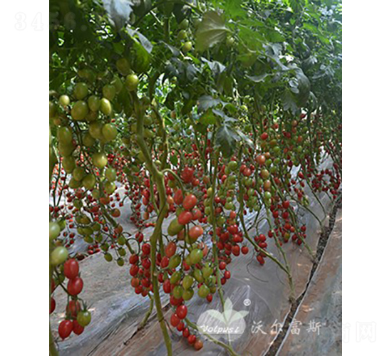 2013F1���߮a(ch��n)��TYǧ���(l��i)�ͷ۹�С���ѣ�-���ѷN��-�֠���˹