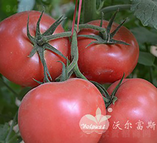 ������̖F1����TY�۹����ѣ�-���ѷN��-�֠���˹